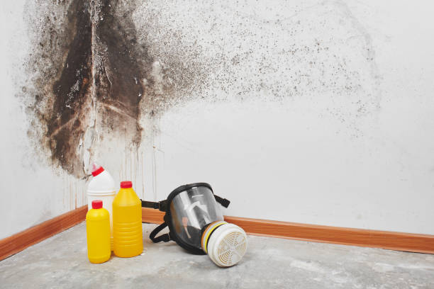Best Mold Damage Repair  in Wadena, MN