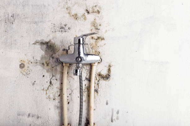 Best Mold Testing  in Wadena, MN