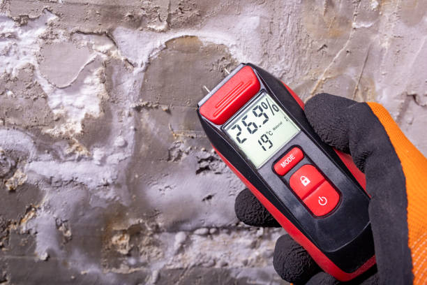 Mold Removal Process in Wadena, MN