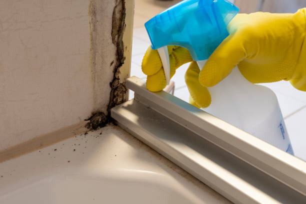 Best Mold Damage Repair  in Wadena, MN