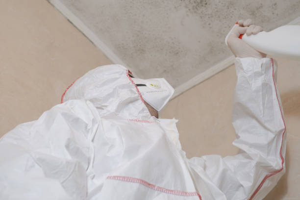 Mold Removal and Inspection in Wadena, MN