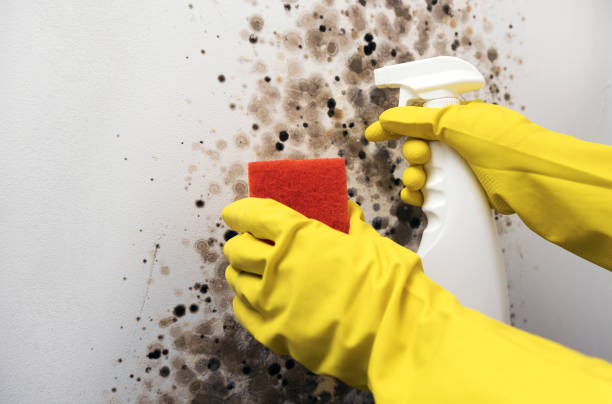Best Toxic Mold Removal  in Wadena, MN
