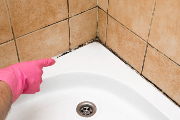 Best Mold Remediation  in Wadena, MN